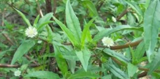 Cỏ mực cỏ nhưng công dụng kỳ diệu mà nhiều người không