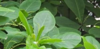 Lá bàng – thần dược chữa bệnh mà bạn chưa biết