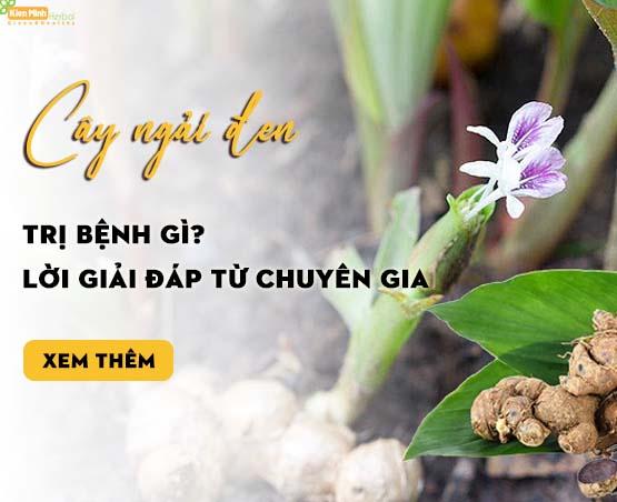 Cây ngải đen trị bệnh gì? Lời giải đáp từ chuyên gia