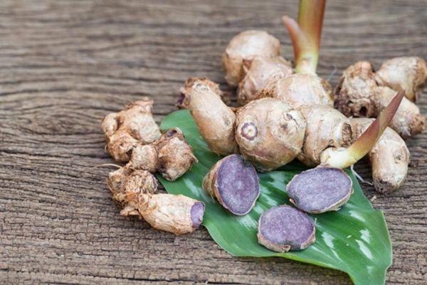 Bài thuốc ngải đen trị rối loạn tiêu hóa 