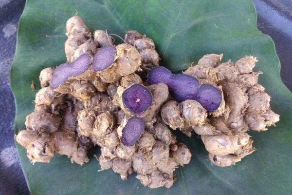 Cách trồng cây ngải đen cho năng suất cao
