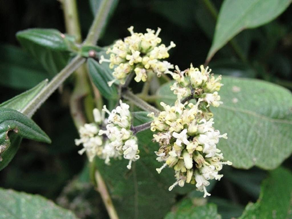 Cây dạ cẩm 1