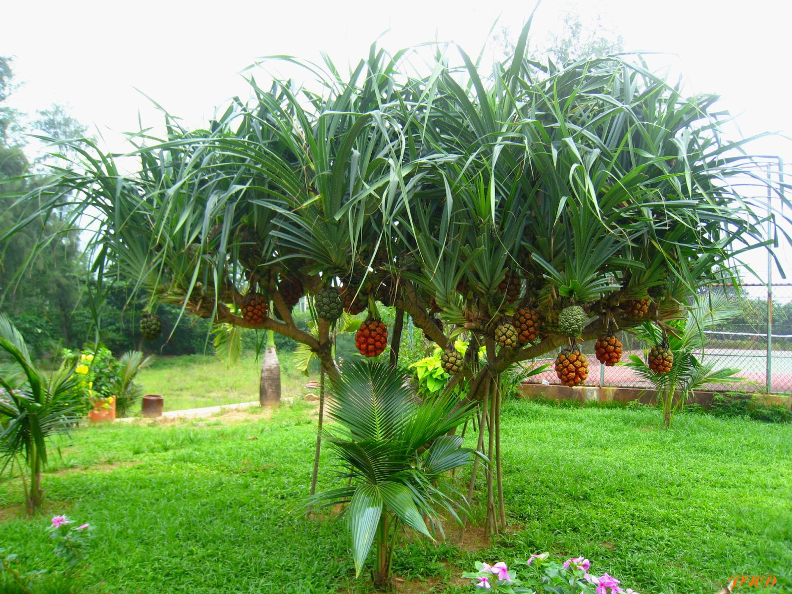 cây dứa dại