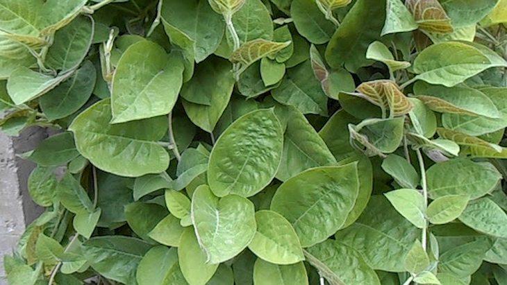 Loại lá mọc ở bờ tường, bờ bụi được coi là "linh hồn" khi ăn kèm thịt chó, có 21 công dụng tuyệt vời - Ảnh 7.