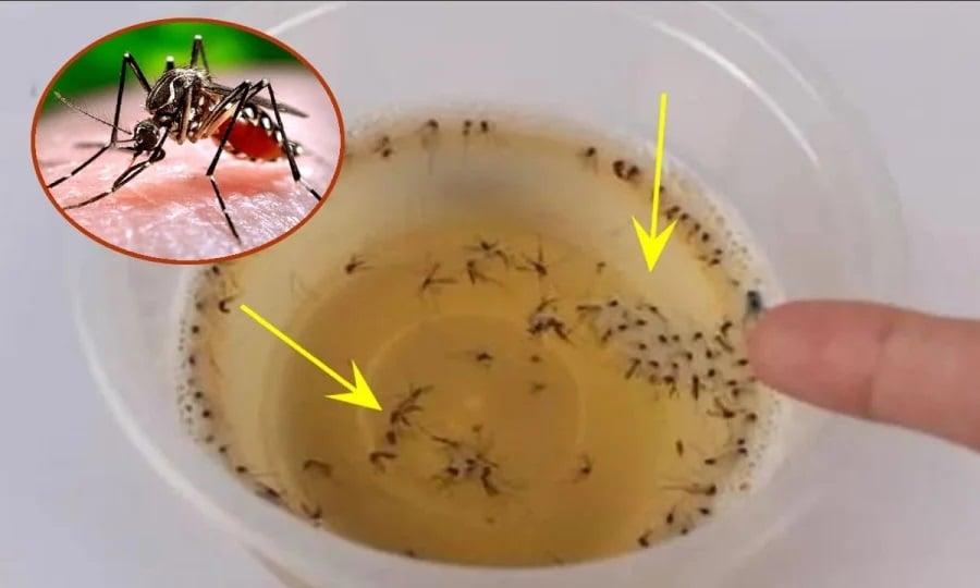 Muỗi sợ nhất 1 bát nước: Khuấy lên rồi đặt góc nhà, muỗi bay đi hết, yên tâm mà ngủ
