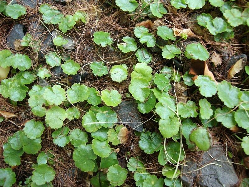 Bộ phận dùng