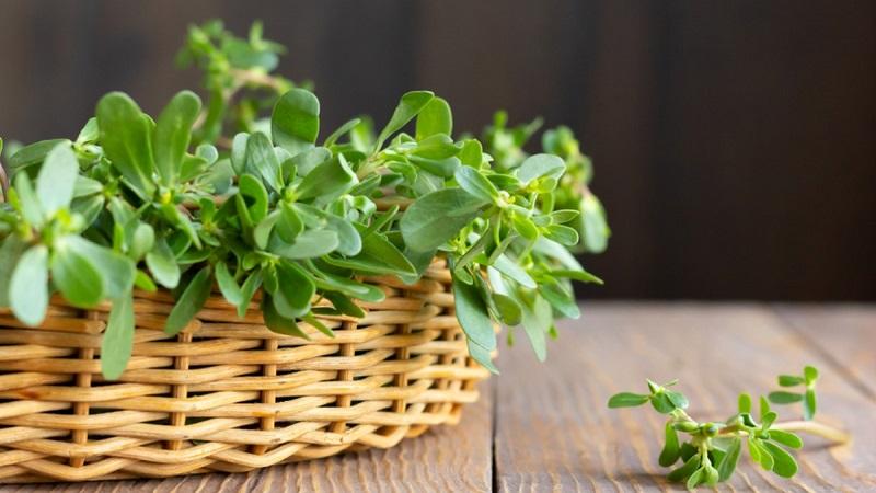 Rau tốt cho hệ thần kinh của cơ thể