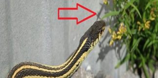 4 loài cây rắn mê như điếu đổ, muốn an toàn nhổ bỏ ngay lập tức: Nhất loại thứ 2 nên tránh xa