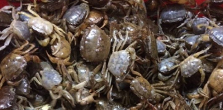 Cẩn thận khi ăn cua đồng