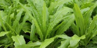 Loại rau ‘siêu canxi’ gấp 36 lần xương hầm, ăn mỗi ngày đỡ tốn tiền uống thuốc bổ