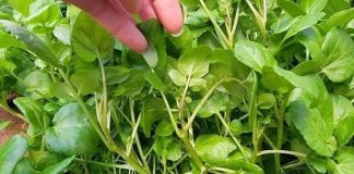 Cả thế giới mở tiệc ăn mừng vì mới phát hiện ra loại rau có khả năng chống ung thư gấp trăm lần thuốc đặc trị , Ở Việt Nam mọc đầy ra