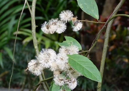 Chè dây