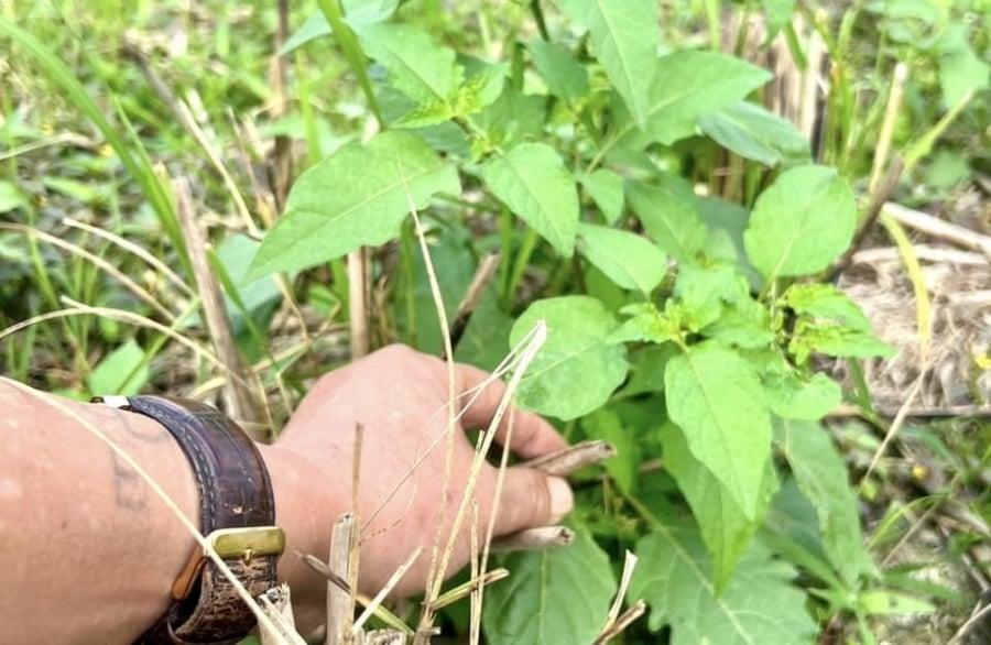Y học cổ truyḕn coi ᵭȃy là loại cȃy thuṓc nam quý giá, mang lại rất nhiḕu lợi ích cho người sử dụng. 
