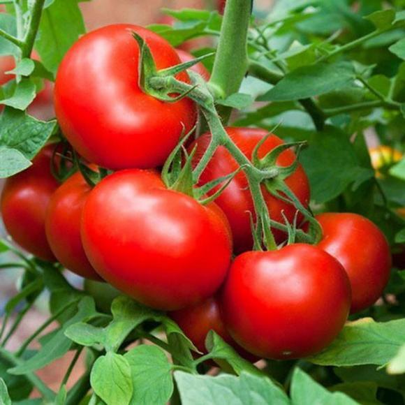 u tuyến giáp, u tuyến giáp nên ăn gì