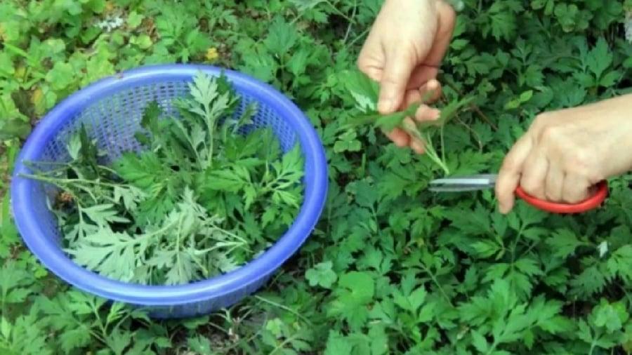 Ngoài dùng để nấu ăn, bạn có thể sử dụng ngải cứu theo nhiều cách khác nhau.