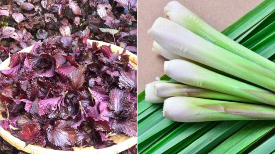 Sự kết hợp của tía tô và sả mang lại nhiều lợi ích cho sức khỏe.