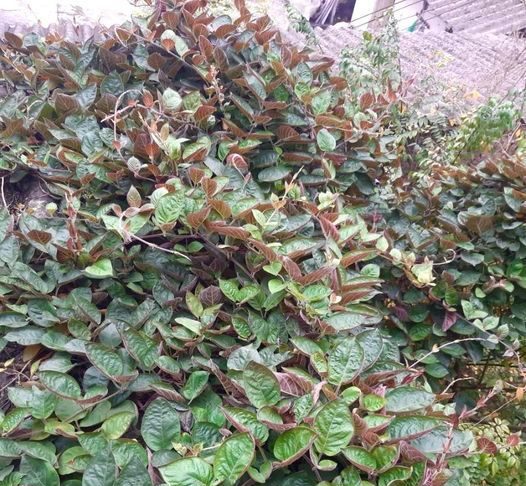 Tác dụng của lá mơ với dạ dày và các bài thuốc từ lá mơ lông