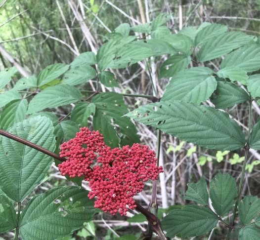 Tác dụng của cây gối hạc và một số bài thuốc