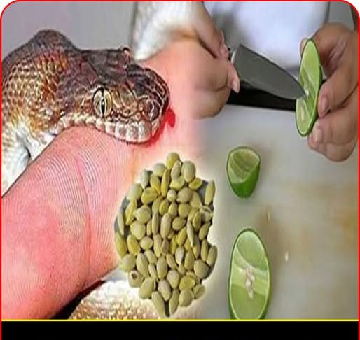 Hạt chanh có thể cứu sống người bị rắn cắn chỉ trong vòng 1 phút nếu dùng theo cách này