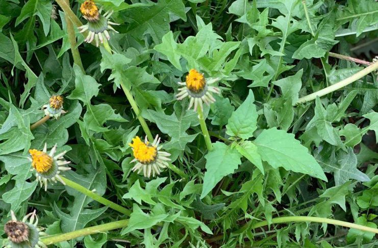 Cây bồ công anh có tác dụng gì?