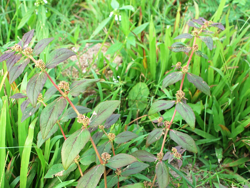 Cây cỏ sữa