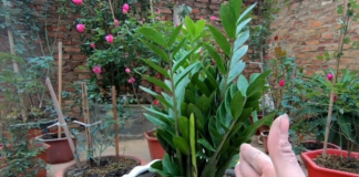 Có 2 tuổi trồng cây kim tiền là đại kỵ, tiền chảy trong nhà chảy hết ra ngoài