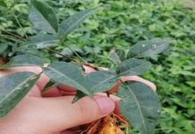 Loại cây mọc hoɑng ở Việt Nɑm hóɑ “thần dược” tɾị ho, Ьồi Ьổ như sâm