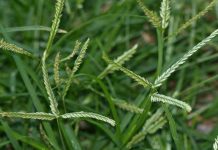 Tác dụng của cỏ mần trầu trong Y học cổ truyền