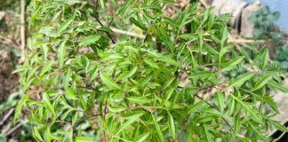 Đun nước lá đinh lăng để uống mỗi ngày có tác dụng gì?