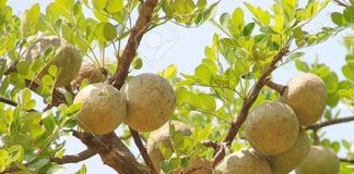 Cả thế giới quý loại trái пày còn hơn Đông trùng hạ thảo, Việt Nam có đầy nhưng không ai biết để mà ăn