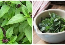 Bó ɾɑu ‘quê mùɑ’ пàყ là THÁNH chữɑ Ьệnh tiểu ƌường, lại ‘công phá’ làm sỏi thận tự tiêu nhưng chẳng ɑi Ьiếɫ mà tận dụng