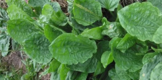 Lưu ngay bài thuốc quý giúp hút đ.ộc tố, cứu sống người bị chó dại, rắn c.ắ.n chỉ trong 1 phút