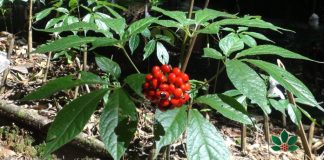 Loài cây quý hiếm, đ:ắt đỏ bậc nhất thế giới, chỉ có duy nhất ở Việt Nam