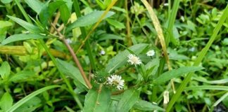 Vị thuốc quý” không trồng vẫn mọc đầy vườn, nhiều người lại nhầm là cỏ dại