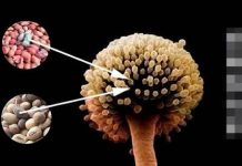 Phát hiện \’chất gây ung thư cấp độ 1\’, WHO kêu gọi: Hãy ngừng ăn càng sớm càng tốt và đừng quá bất cẩn