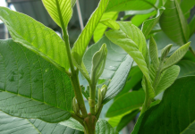 Tìm hiểu 5 loại lá cây hỗ trợ chữa bệnh tiểu đường hiệu quả