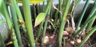 Mẹo trồng Gừng tại nhà cho củ to mập, ăn quanh năm không hết