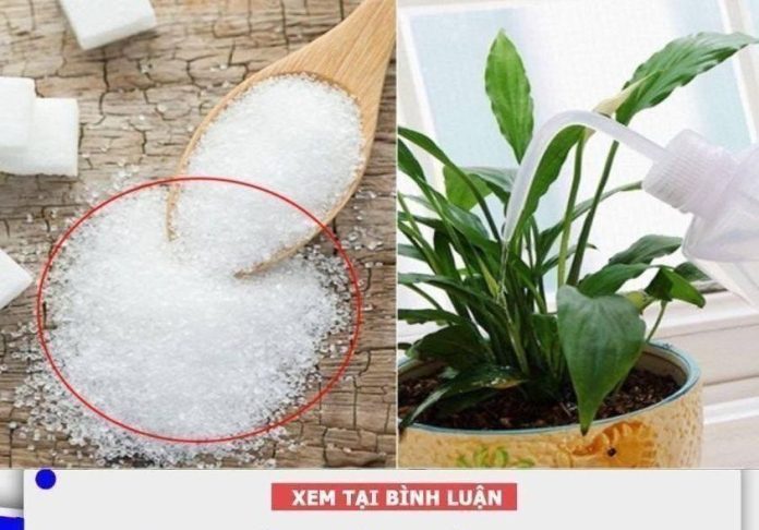 Tưới 1 thìa nước đường cho cây cảnh, điều kỳ diệu sẽ xảy ra, nhiều người tiếc hùi hụi vì sao không biết sớm