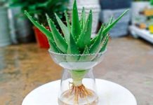 Đây là lý do trong nhà bạn nên trồng ngay cây nha đam