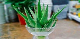 Đây là lý do trong nhà bạn nên trồng ngay cây nha đam