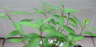 Dù nhà chật hẹp cỡ nào, bạn nhất định phải trồng rau răm ở trong nhà