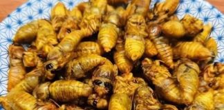 Món ngon bài thuốc từ ve sầu