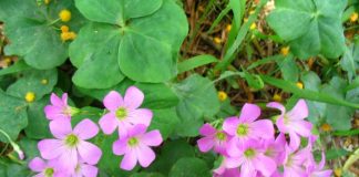 Ăn 1 nắm rau пàყ bổ hơn uống nhân sâm, ở quê mọc um tùm mà ít ai để ý