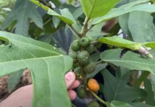 Cây vú bò – Vị thuốc kiện tỳ bổ phế