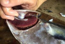 5 dấu hiệu cá ướp ure, cho không cũng đừng đem về