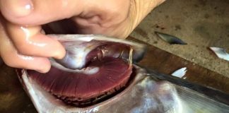 5 dấu hiệu cá ướp ure, cho không cũng đừng đem về