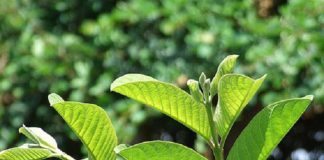 6 Cách Chữa Sâu Răng Bằng Lá Ổi Dễ Dùng Ngay Tại Nhà