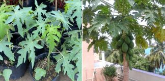 Cách trồng đu đủ trong chậu, quả sai trĩu trịt, vừa to vừa ngọt