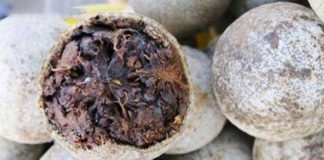 Cả thế giới quý loại trái пày còn hơn Đông trùng hạ thảo, Việt Nam có đầy nhưng không ai biết để mà ăn