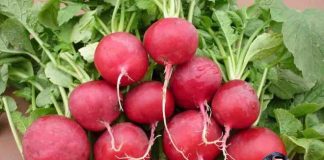 Tế bào UT bị tiêu diệt bằng ly nước ép trong 42 ngày đã thành công ngoài mong đợi, cả thế giới đang ăn mừng